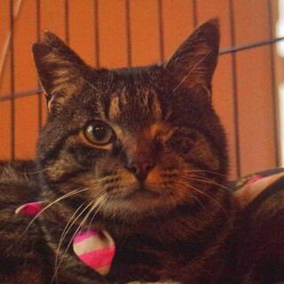 ダブルキャリア。大人しい片目のオス猫。