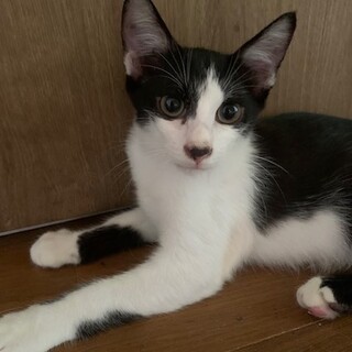 人懐こいキラキラお目目の黒白 キロ君去勢済