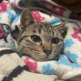 ちょっぴり不安な子猫の女の子「ミャーコ」