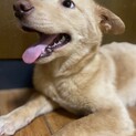 控えめな心ちゃんのずっとのお家を探しています