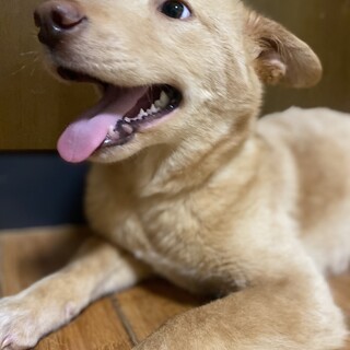 控えめな心ちゃんのずっとのお家を探しています