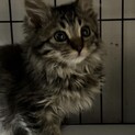 モフモフのレオ