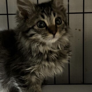 モフモフのレオ