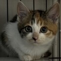 三毛猫のハナ