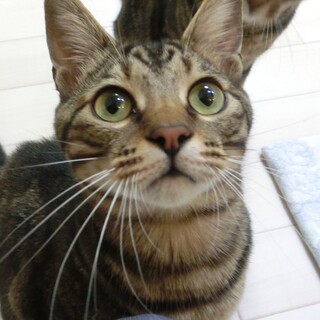 顔はキジトラ身体はアメショ☆甘えん坊の男の子