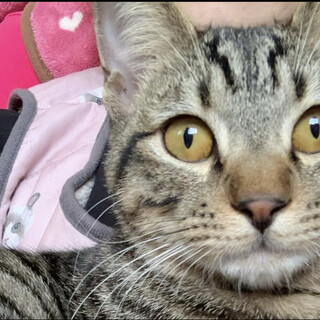 [2/10譲渡会参加]ロアくん