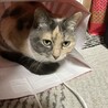 ゆべ子