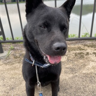 【里親決定】甲斐犬4歳の雄クロくん