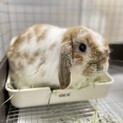 血統書付き　ホーランドロップ 男の子　2歳