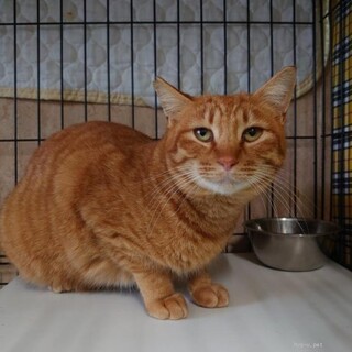 人なれ抜群な甘えん坊チャトラ　ちゃた