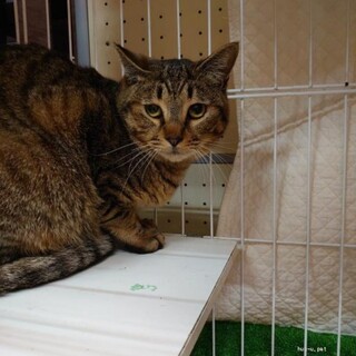 ちょっと人見知り　実は甘えん坊なとらおくん