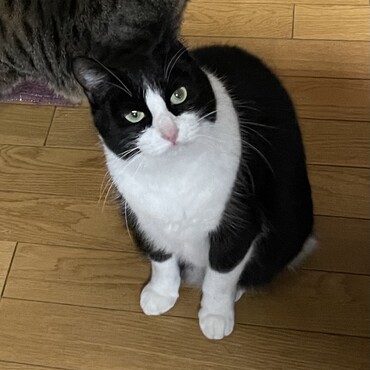 雷Gの旅立ちから猫達の縄張り抗争はつづくψ(｀∇´)ψブチコファミリーVSチビ春の血族で毎晩にぎわい１匹で立ち向かう くまᕦ(ò_óˇ)ᕤ