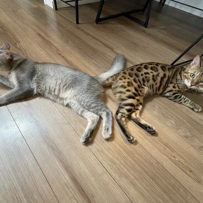 s-watのカバー写真