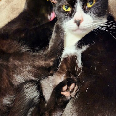 お互い嘗め合うのが日課