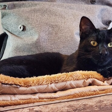 こちらを棚の上から監視しています