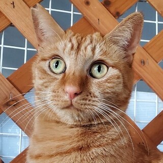 猫と仲良し　きゃべつくん♪