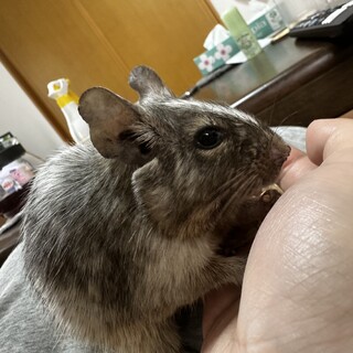 デグーの男の子と女の子です