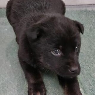 緊急❗️沢山の子犬が収容されています‼️