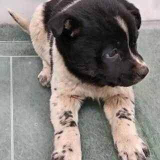 緊急❗️子犬が収容されています‼️
