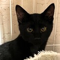 より目がかわいい黒猫くん