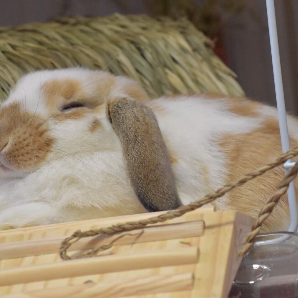 はなのカバー写真
