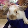 初めて出会って飼うことを決めた日