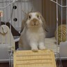 虚無顔かわいい〜小さい〜