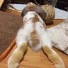 初めて小屋の外でずべ寝した日