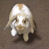 部屋んぽ中のはな