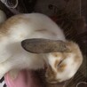 おおあくびするはな