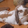 ずいぶん大きくなった気がする　生後半年くらい？