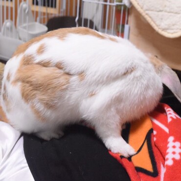 人間のお腹の上に乗るはな　小さい頃しか乗ってくれなかったなぁ