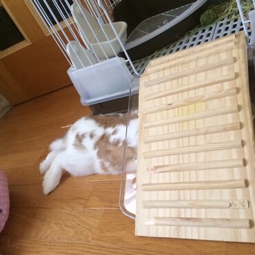 かわいい　すのこの下で眠るはな