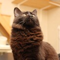 デカ猫半長毛☆ヨークチョコレート似の生後7～8ヶ月