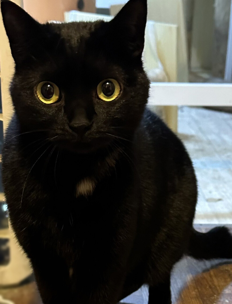 ミントグリーン様御予約❤️くりくりオメメ♡生後２週間♡子猫の黒豆ちゃん お目目クリクリ！ツキノワ」東京都 - 猫の里親募集(483006) 3枚目の