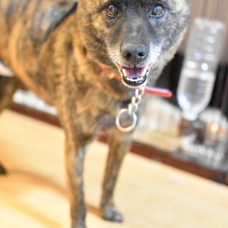 愛嬌たっぷり リキヤ