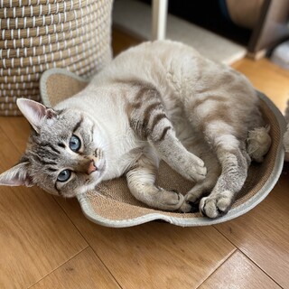 【去勢済み】ブルーアイのシャムトラ