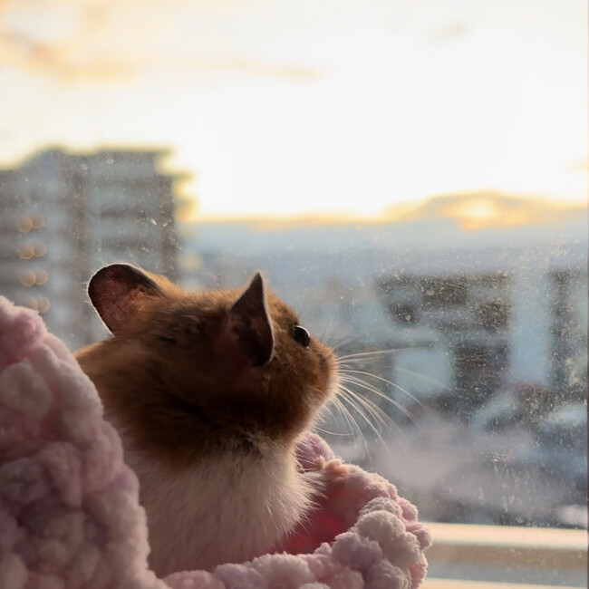 oぴぃすoのカバー写真