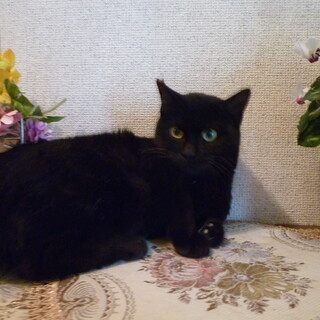 甘えん坊で大人しい可愛い最高の黒猫！