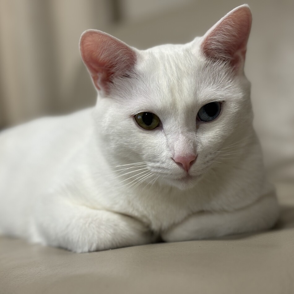 こはくのカバー写真