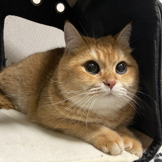 【2/17芝浦】条件要確認・ブリティッシュSヘアー