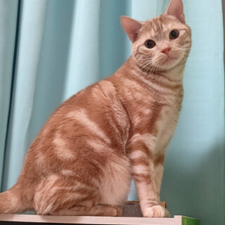 人見知りしない元気なアメショー茶色ちゃん