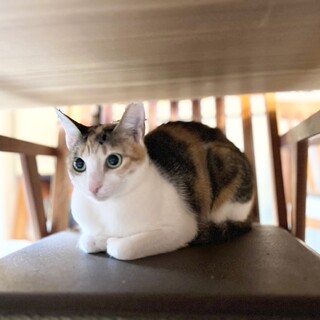 ツンデレ シャーちゃん2歳