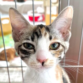 約6ヶ月のミケねこ「うた」