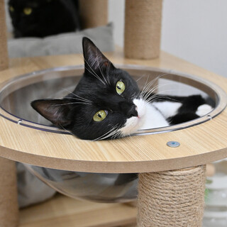 茜：ドロンジョのような仮面の女の子