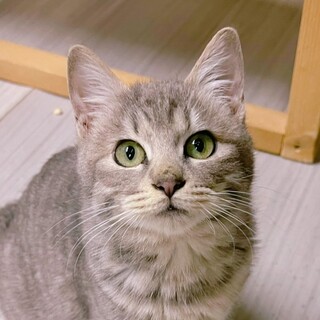 【2/25東銀座】ルイくん★6ヵ月半♪