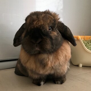 うさぎ、国外移住のストレスから解放してください！