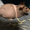 キイ