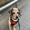 ピンちゃんもうすぐ１０歳