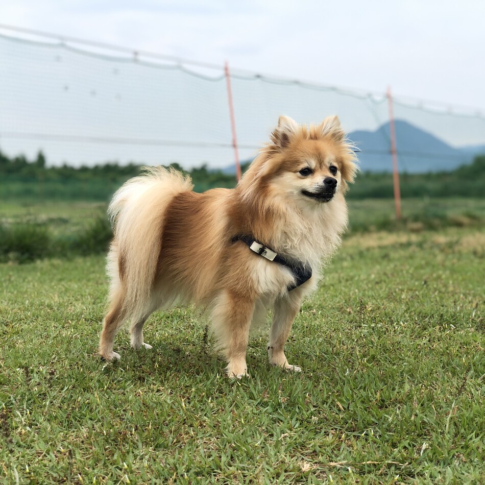 もかのカバー写真